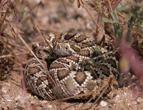 MOJAVE RATTLESNAKE LIFE EXPECTANCY