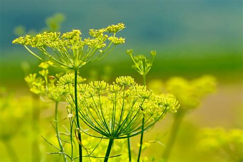 How to Grow Fennel Plant in Your Garden - Garden and Happy