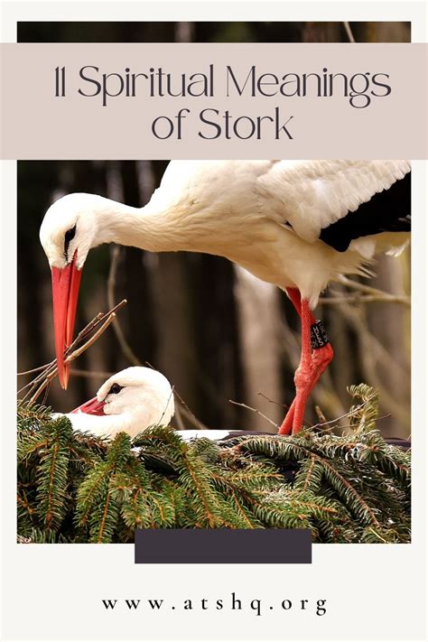 Stork Symbolism: 11 Spiritual Meanings of Stork