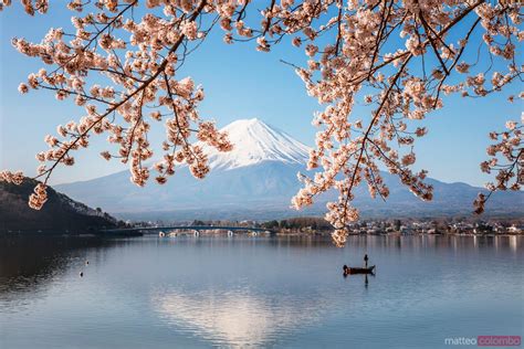 - Mount Fuji reflected in lake with cherry trees, Japan | Royalty Free Image