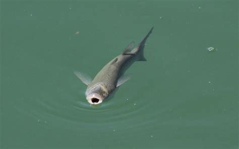 Mugil cephalus - 7020 - Biodiversidad Virtual / Peces