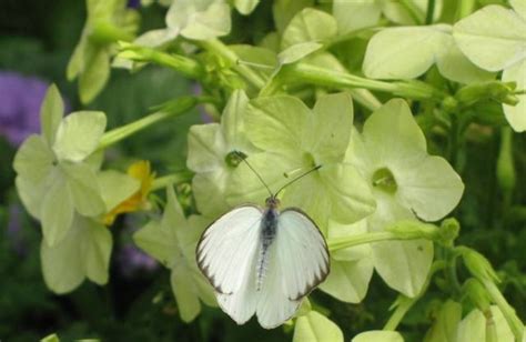 Day 14 - Butterfly Show at Krohn Conservatory · 365 CINCINNATI