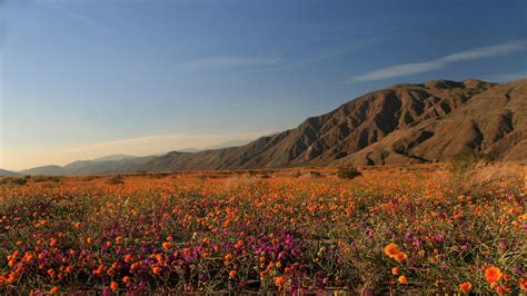 Anza-Borrego Desert State Park — Park Review | Condé Nast Traveler