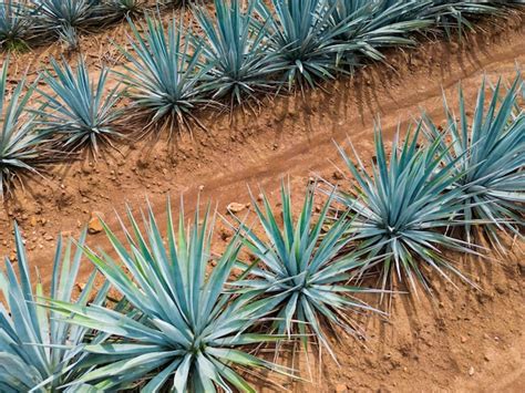 Premium Photo | Agave tequila plant - Blue agave landscape fields in Jalisco, Mexico