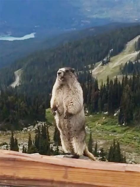 This marmot screaming might be the worst thing you've ever heard - Irish Mirror Online