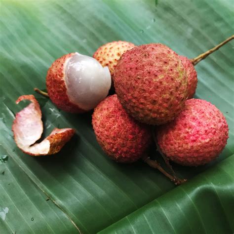 Welcome, Short, Sweet Lychee Season | Edible South Florida