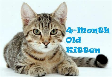 4-Month Old Kitten Care Tips | Kitten Development Stages | 2020 | 4 ...