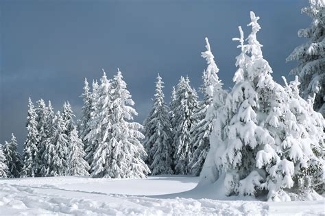 White - | Winter scenes, Snowy scene, Snow images