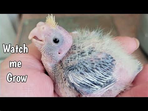 Baby Cockatiel Growth Stages - YouTube | Cockatiel care, Cockatiel, Baby