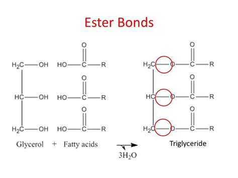 ester bond - Google Search in 2020 | Glycerol, Ester, Biochemistry