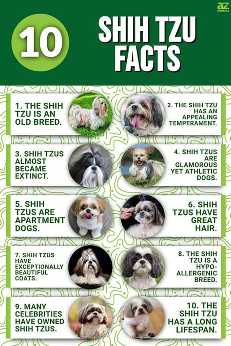 10 Fascinating Facts About Shih Tzus - A-Z Animals