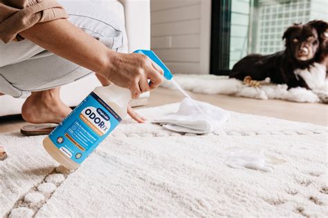 How to clean pet stains on carpet?