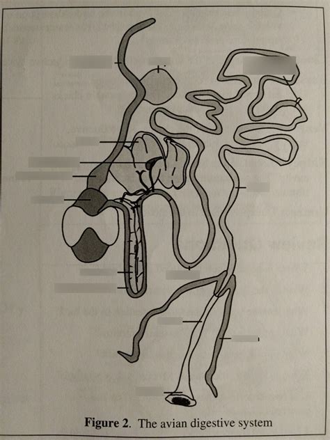 ANS 214L The avian digestive system Diagram | Quizlet