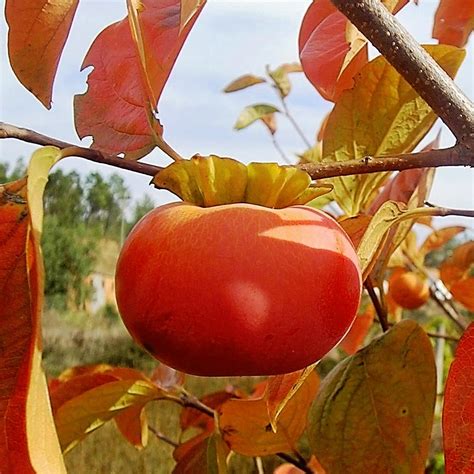 Fuyugaki Persimmon Tree-PERFUYBP - The Home Depot