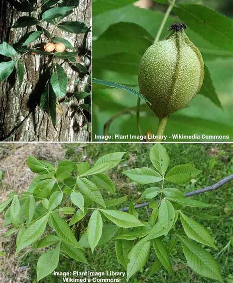 Hickory Trees: Types, Bark, Leaves, Nuts (Pictures) - Identification Guide