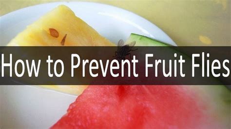 How to Prevent Fruit Flies: All About Stages of Their Life Cycle