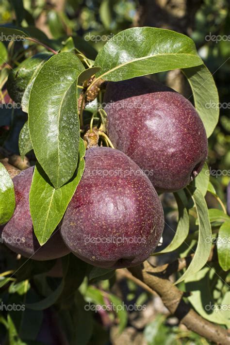 Purple Pear Orchard — Stock Photo © chiyacat #12676131