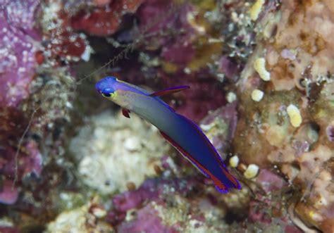 Decorated Dartfish (Nemateleotris decora) - Bali Wildlife