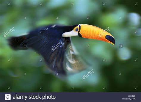 Toucan Flying High Resolution Stock Photography and Images - Alamy