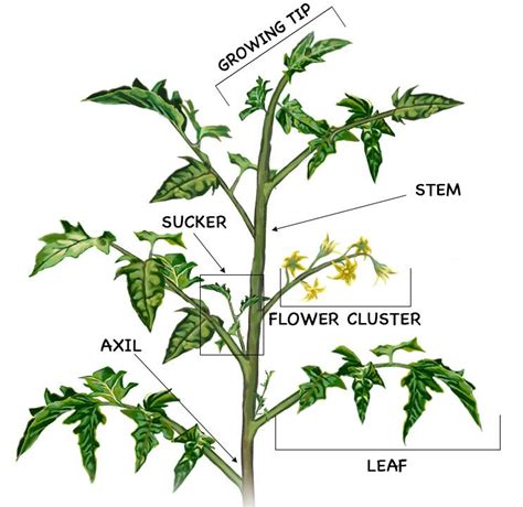 Review Of Tomato Plant Pruning Diagram Ideas - Bigmantova