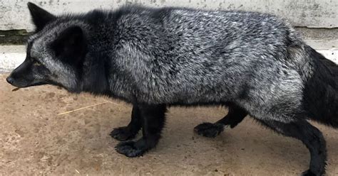 Silver fox found in garden is so rare RSPCA staff hadn't seen one in 25 years - Mirror Online