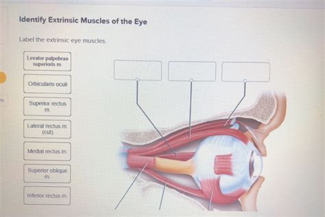 Solved Identify Extrinsic Muscles of the Eye Label the | Chegg.com