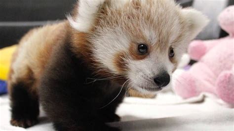 Twin Red Panda Cubs at Lincoln Children's Zoo | Cute animals, Baby animals, Cutest animals on earth