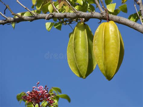 Averrhoa carambola stock photo. Image of carambola, apple - 5985702