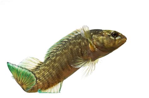 An Endangered Boulder Darter Fish Photograph by Joel Sartore