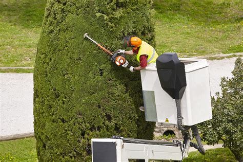 The Best Time of Year for Tree Trimming - Allan Tree Service Inc ...