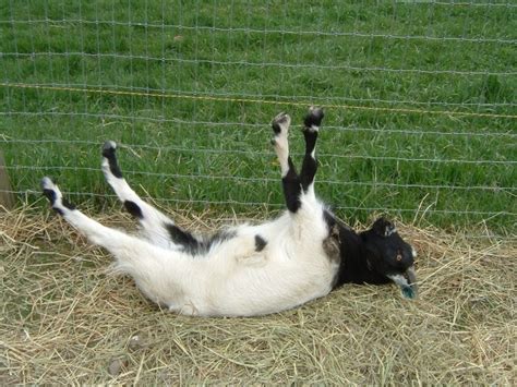 The Fainting Goats Syndrome, Kittens, Festival and Pet Goats on Sale | Dogs, Cats, Pets