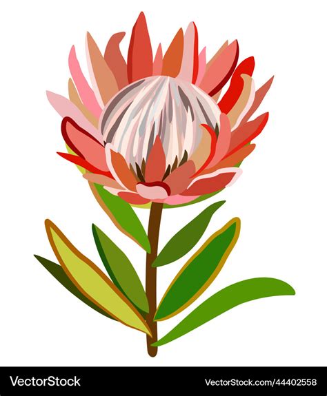 Protea flower with leaves isolated Royalty Free Vector Image