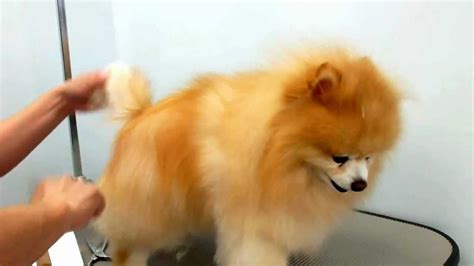 Youtube Pomeranian Grooming - Pets Lovers