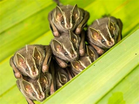 The Fantastic Wildlife of Monteverde | Monteverde Cloud FOrest Animals