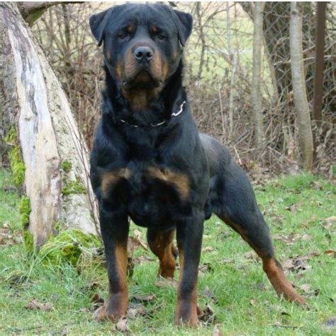 GERMAN ROTTWEILER PUPPIES FOR SALE | OFFICIALLY CERTIFIED: Trained ...