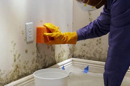 Learn how to get rid of mold from concrete and basement walls as well ...