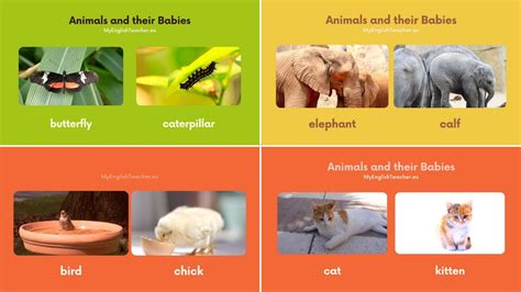 Animals and Their Babies Names in English 🐯 - YouTube