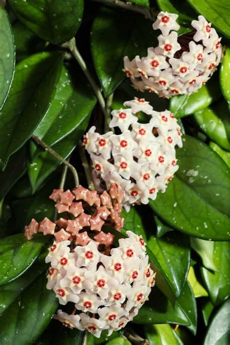 Hoya o flor de cera, una bella planta que puedes cultivar en casa