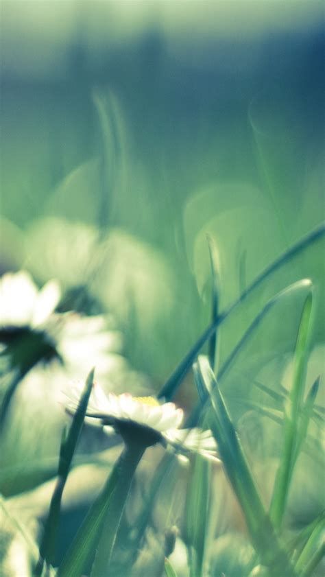 Daisies And Grass iPhone Wallpapers Free Download