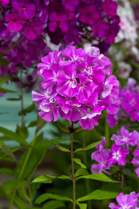 Garden phlox low-maintenance perennials - Natalie Linda