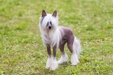 50 Ugly Dog Breeds You'll Love - Parade Pets