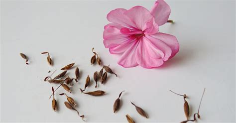 How To Collect Geranium Seeds? - GFL Outdoors