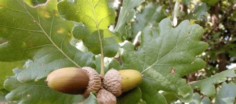 Texas Oak Tree Leaves And Varieties That Thrive In Our Climate (2022)