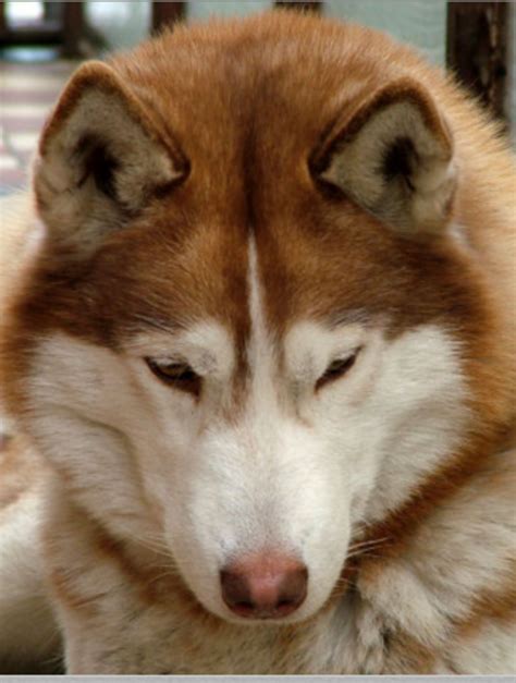 Six Stunning Siberian Husky Coat Colors - Dog Discoveries