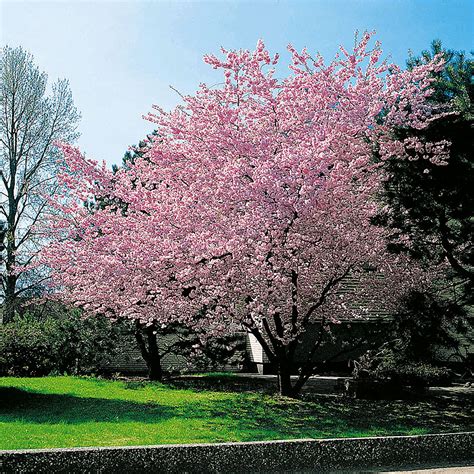 Krukodlad Prydnadskörsbär, Prunus 'Accolade' | Wexthuset