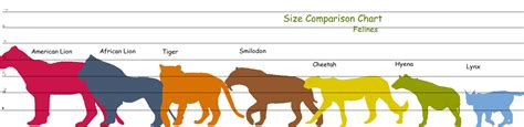 All big cats size comparison | Exeter