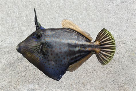 Filefish Family Photographs, and Information – Monacanthidae | Mexico ...