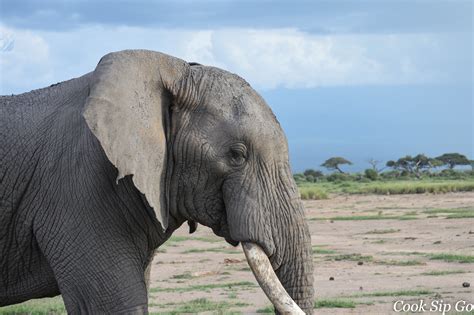 The Elephants of Amboseli National Park, Kenya