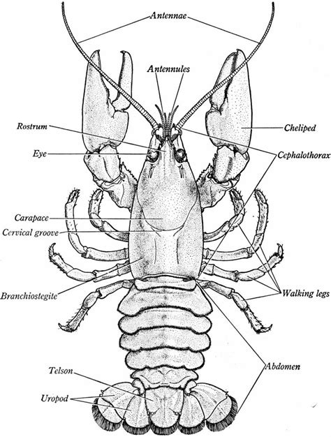 Crayfish Anatomy Diagram