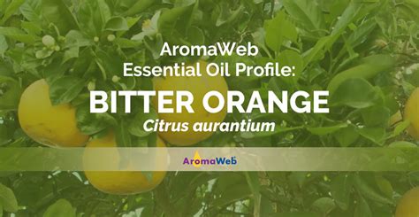 Bitter Orange Essential Oil: Benefits, Uses & Insights